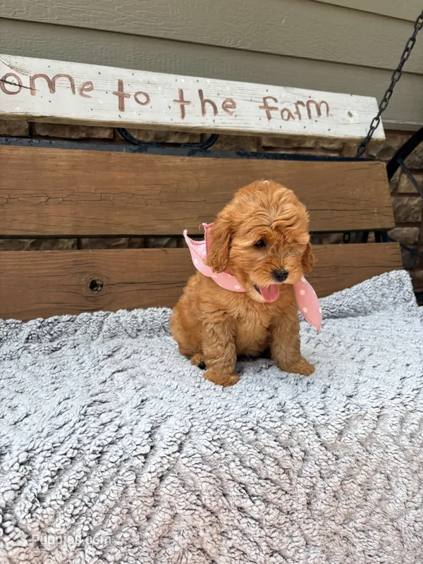 Betsy F1b – English Goldendoodle puppy for sale in Creighton, MO