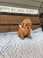 Betsy F1b, a female Goldendoodle for sale in Peculiar, MO – 1 of 3