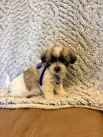 Ace, a male Maltipoo for sale in Creighton, MO – 2 of 4