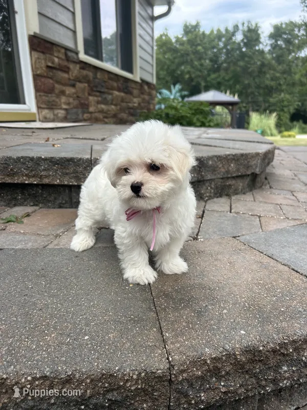 Marsha – Maltipoo puppy for sale in Peculiar, MO