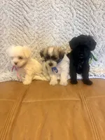Smokey, a male Maltipoo for sale in Creighton, MO – 4 of 4