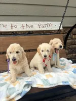 Amber, a female English Goldendoodle for sale in Creighton, MO – 3 of 4