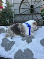 Waffles, a male Pembroke Welsh Corgi for sale in Creighton, MO – 2 of 5