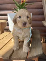 Ollie F1b, a male English Goldendoodle for sale in Creighton, MO – 2 of 4