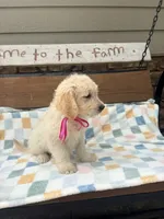 Zoey, a female Goldendoodle for sale in Creighton, MO – 2 of 6