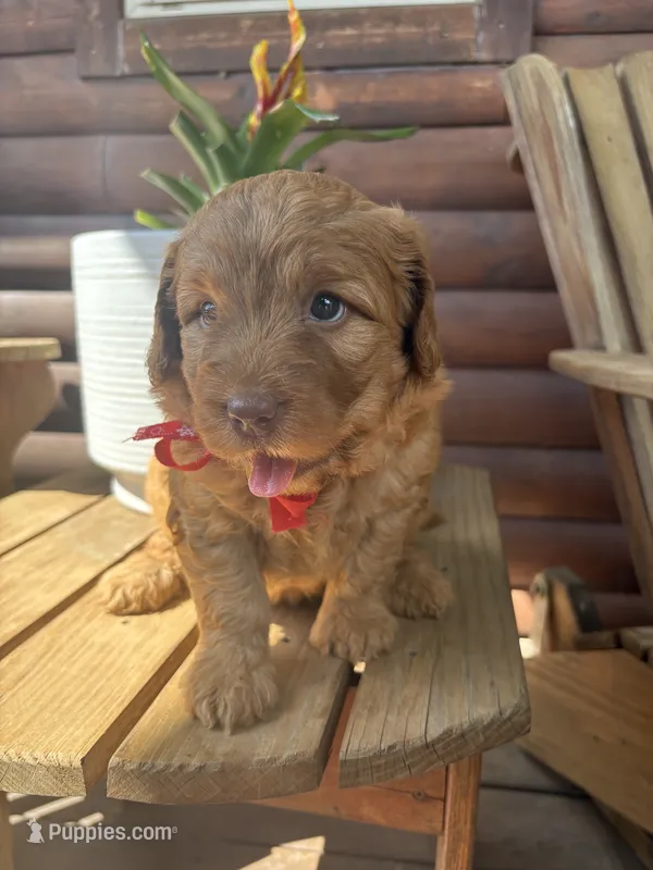 Owen F1b – English Goldendoodle puppy for sale in Creighton, MO