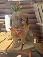 Owen F1b, a male English Goldendoodle for sale in Creighton, MO – 1 of 4