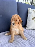 Coleman F1b Mini, a male Goldendoodle for sale in Creighton, MO – 2 of 5