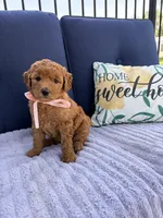 Dixie F1b Mini, a female Goldendoodle for sale in Creighton, MO – 3 of 4