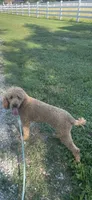 Hank, a male Goldendoodle for sale in Creighton, MO – 7 of 7