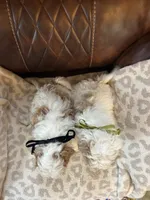 Grover, a male Maltipoo for sale in Creighton, MO – 5 of 6