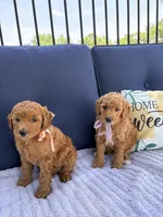 Winnie F1b Mini, a female Goldendoodle for sale in Creighton, MO – 4 of 4