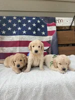 Wes F1, a male English Goldendoodle for sale in Creighton, MO – 6 of 7