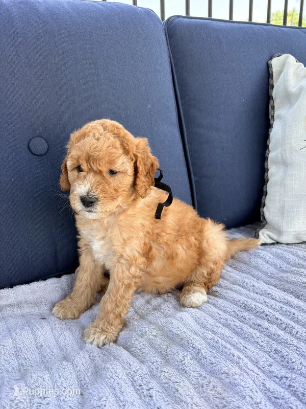 Coleman F1b Mini – Goldendoodle puppy for sale in Creighton, MO
