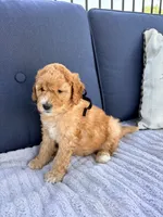 Coleman F1b Mini, a male Goldendoodle for sale in Creighton, MO – 1 of 5