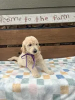 Amber, a female English Goldendoodle for sale in Creighton, MO – 2 of 4