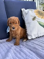 Bobby F1B Mini, a male Goldendoodle for sale in Creighton, MO – 1 of 5