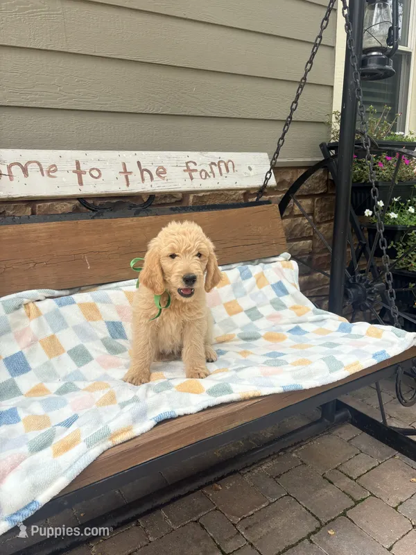 Hank – Goldendoodle puppy for sale in Creighton, MO