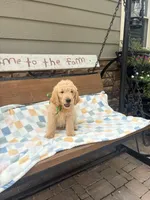 Hank, a male Goldendoodle for sale in Creighton, MO – 1 of 7