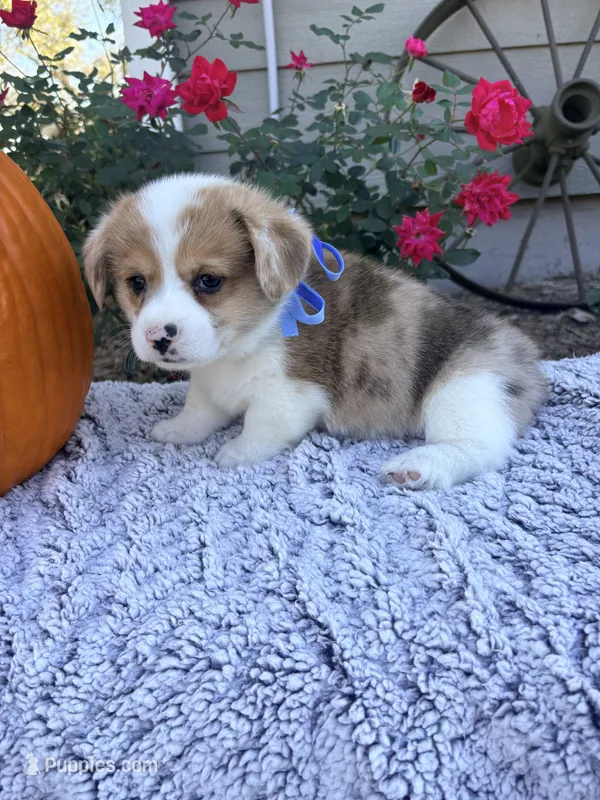 Waffles – Pembroke Welsh Corgi puppy for sale in Creighton, MO