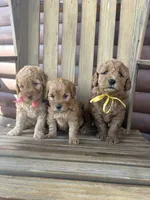 Basil F1b, a female English Goldendoodle for sale in Creighton, MO – 3 of 4