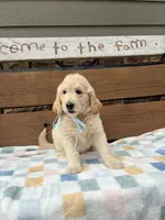 Hilda, a female Goldendoodle for sale in Creighton, MO – 2 of 5