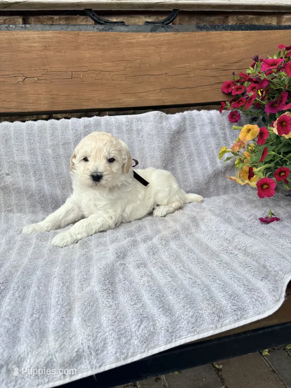 Vinnie F1b  – English Goldendoodle puppy for sale in Creighton, MO