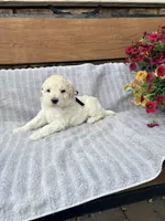 Vinnie F1b , a male English Goldendoodle for sale in Creighton, MO – 1 of 4