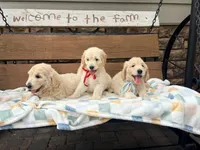 Ella, a female English Goldendoodle for sale in Creighton, MO – 3 of 5