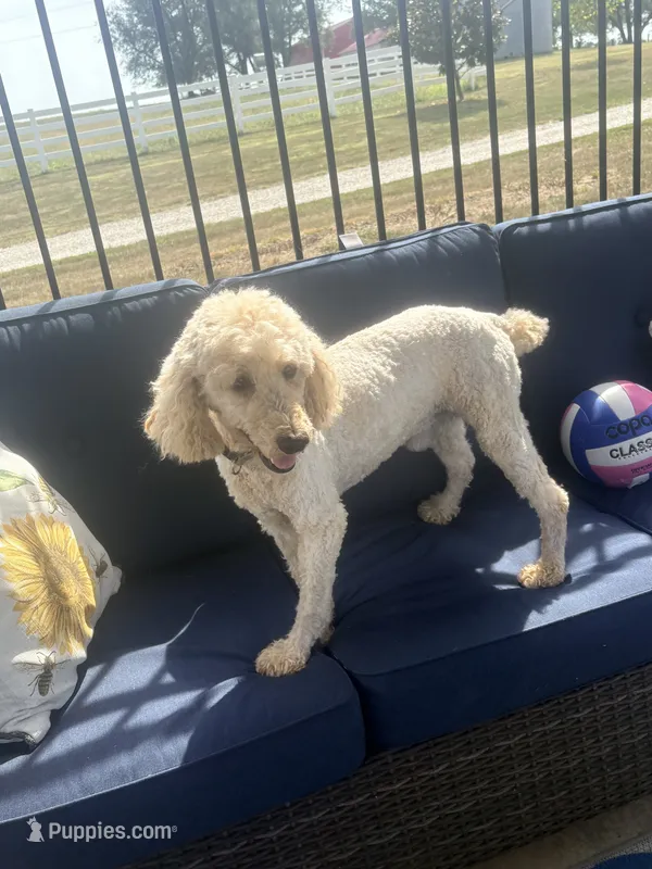 Copper – Poodle - Standard  puppy for sale in Creighton, MO