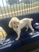Copper, a male Poodle - Standard  for sale in Creighton, MO – 1 of 4