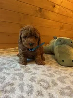 Boomer, a male Maltipoo for sale in Creighton, MO – Photo 1 of 7