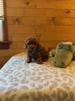 Boomer, a male Maltipoo for sale in Creighton, MO – Photo 5 of 7