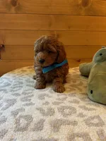 Boomer, a male Maltipoo for sale in Creighton, MO – Photo 4 of 7