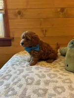Boomer, a male Maltipoo for sale in Creighton, MO – Photo 3 of 7