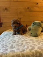 Boomer, a male Maltipoo for sale in Creighton, MO – Photo 7 of 7