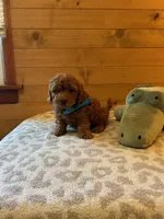 Boomer, a male Maltipoo for sale in Creighton, MO – Photo 6 of 7