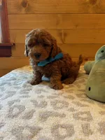 Boomer, a male Maltipoo for sale in Creighton, MO – Photo 2 of 7