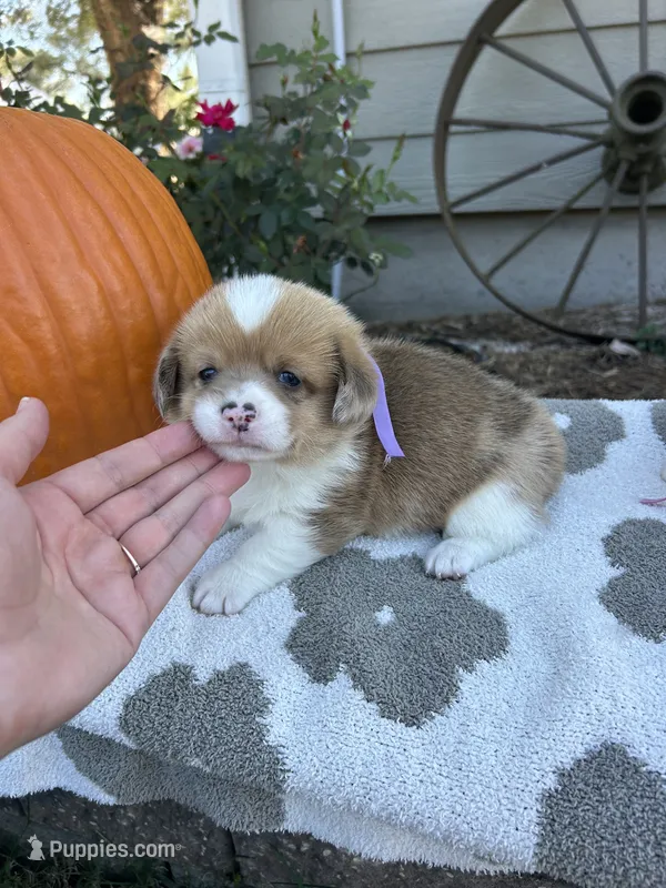 Pumpkin – Cardigan Welsh Corgi, Pembroke Welsh Corgi puppy for sale in Creighton, MO