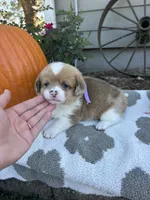 Pumpkin, a female Pembroke Welsh Corgi for sale in Creighton, MO – 1 of 4