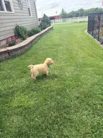 Hank, a male Goldendoodle for sale in Creighton, MO – 3 of 7