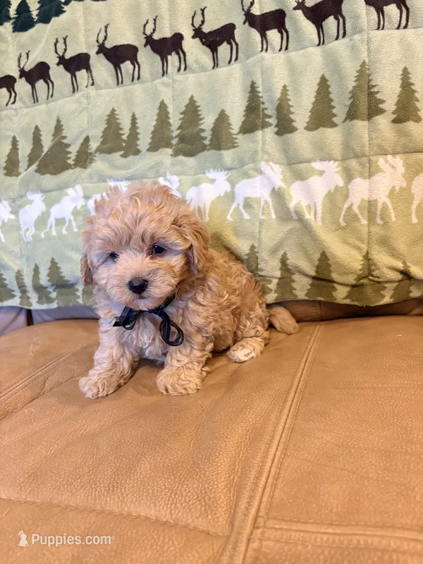 Benny – Maltipoo puppy for sale in Creighton, MO