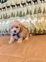 Benny, a male Maltipoo for sale in Creighton, MO – 1 of 4
