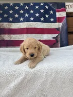 Henry F1, a male Goldendoodle for sale in Creighton, MO – 3 of 9