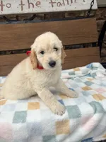 Ella, a female English Goldendoodle for sale in Creighton, MO – 2 of 5