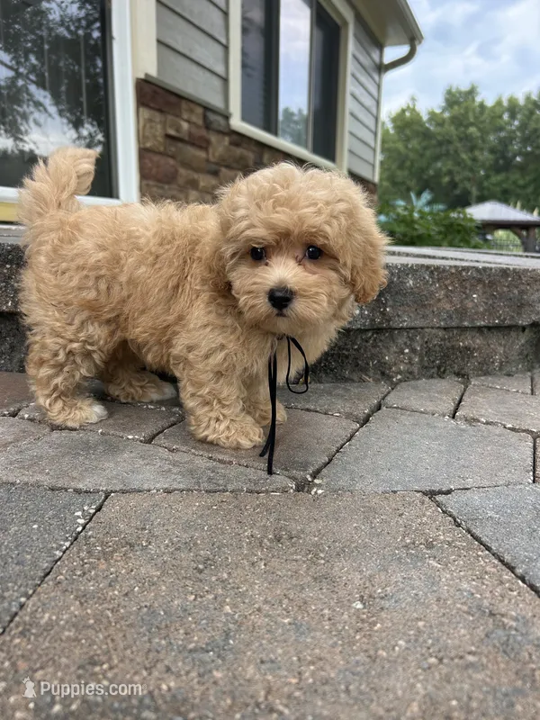 Benny – Maltipoo puppy for sale in Peculiar, MO