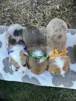 Meatball, a male Pembroke Welsh Corgi for sale in Creighton, MO – 5 of 5
