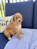 Coleman F1b Mini, a male Goldendoodle for sale in Creighton, MO – 3 of 5