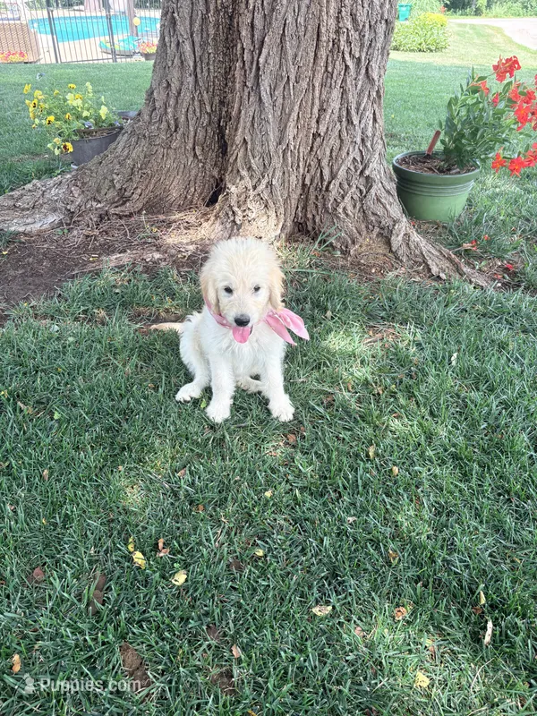 Zoey – Goldendoodle puppy for sale in Creighton, MO