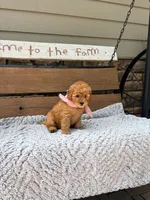 Betsy F1b, a female Goldendoodle for sale in Peculiar, MO – 3 of 3